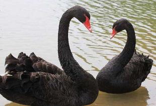 黑天鹅技能爆料最新版,颠覆传统,引领未来